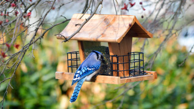 The Best Bird Feeders to Help You Identify and Attract Local Species